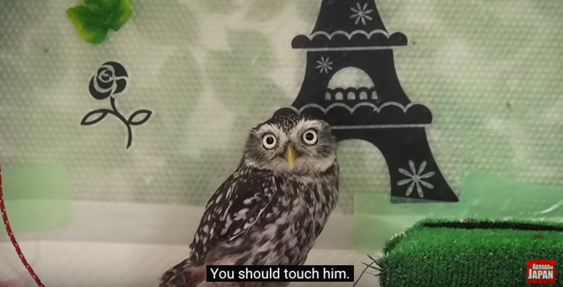 Touch the owl